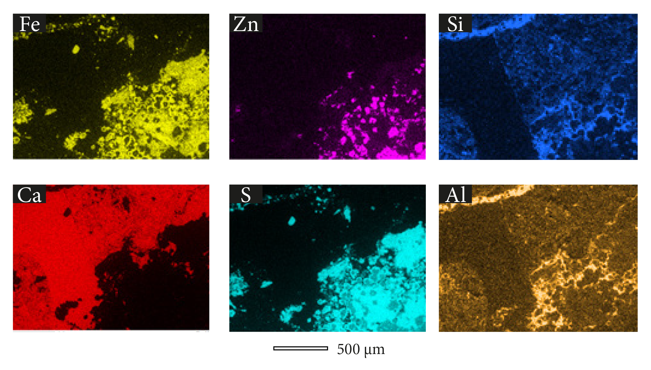 EDS images of crinoid ossicle