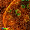 FLIM map of total fluorescence lifetime from a 1 mm2 region of a Convallaria Majalis sample.