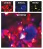 inVia StreamLine Raman images of carbon (red), silicon (blue) and binder (yellow)